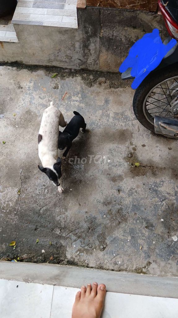 Sieu mi ni ai can alo. Mua bán Chó tại Huyện Quỳnh Phụ Thái Bình được đăng bởi buivandau hình 1