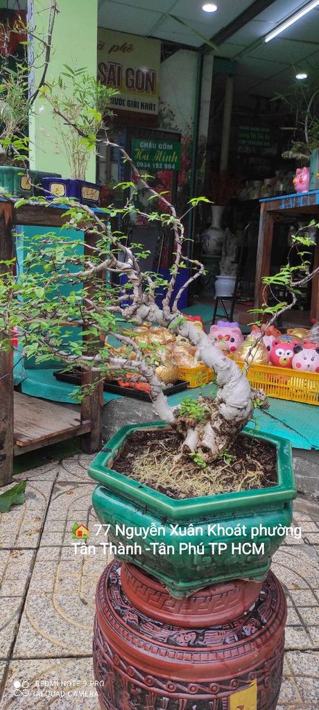 Mai chiếu thủy bon sai dáng phong bạt