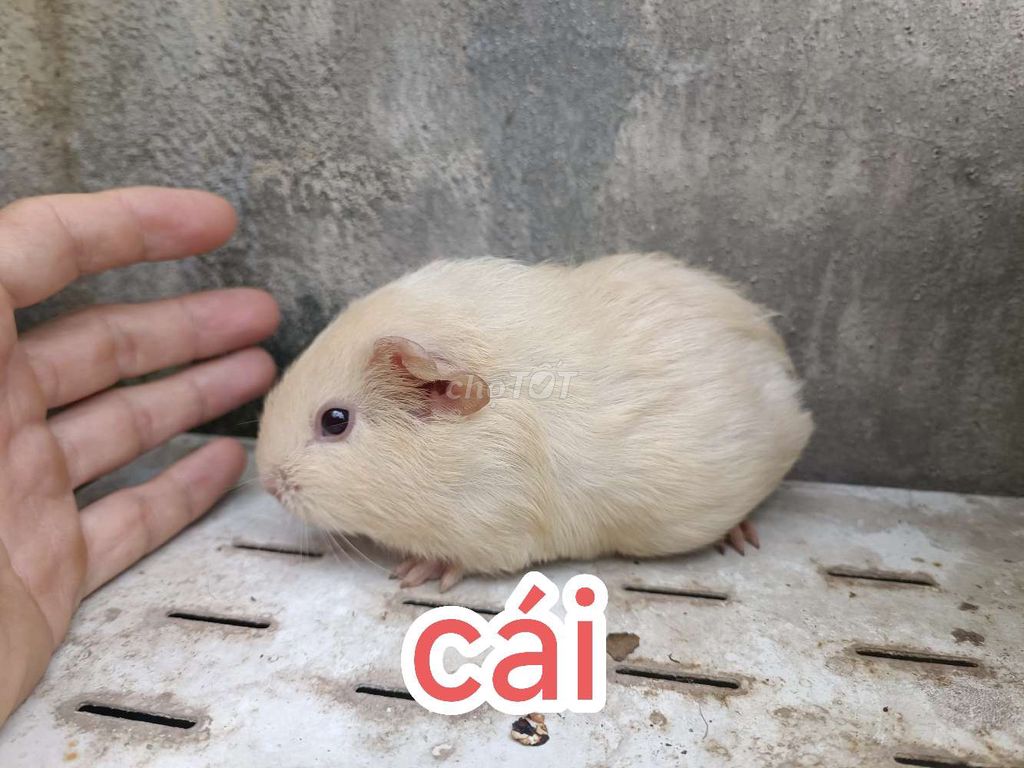 Bọ ú Ame giá rẻ, con cái 350k, con đực 2 màu 300k. Mua bán Thú cưng khác tại Thị xã Tân Uyên Bình Dương được đăng bởi FT Pet Shop hình 1