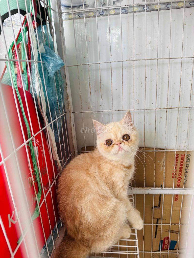mèo ba tư 34
