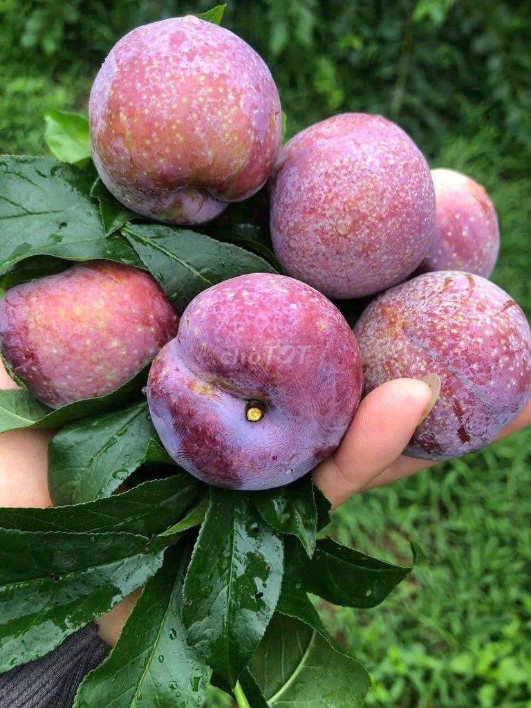 Mận size 30  quả  1kg  .  Thùng  10kg  235k. Mua bán Đồ ăn, thực phẩm và các loại khác tại Quận Gò Vấp Tp Hồ Chí Minh được đăng bởi shop trái cây sạch hình 3