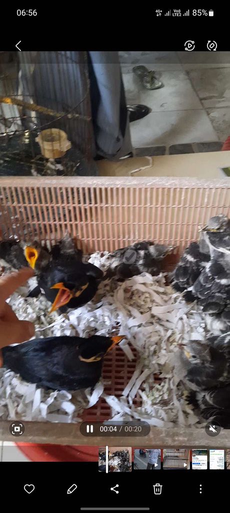 Chim cương . Mua bán Chim tại Huyện Long Hồ Vĩnh Long được đăng bởi Thanh Trung hình 1