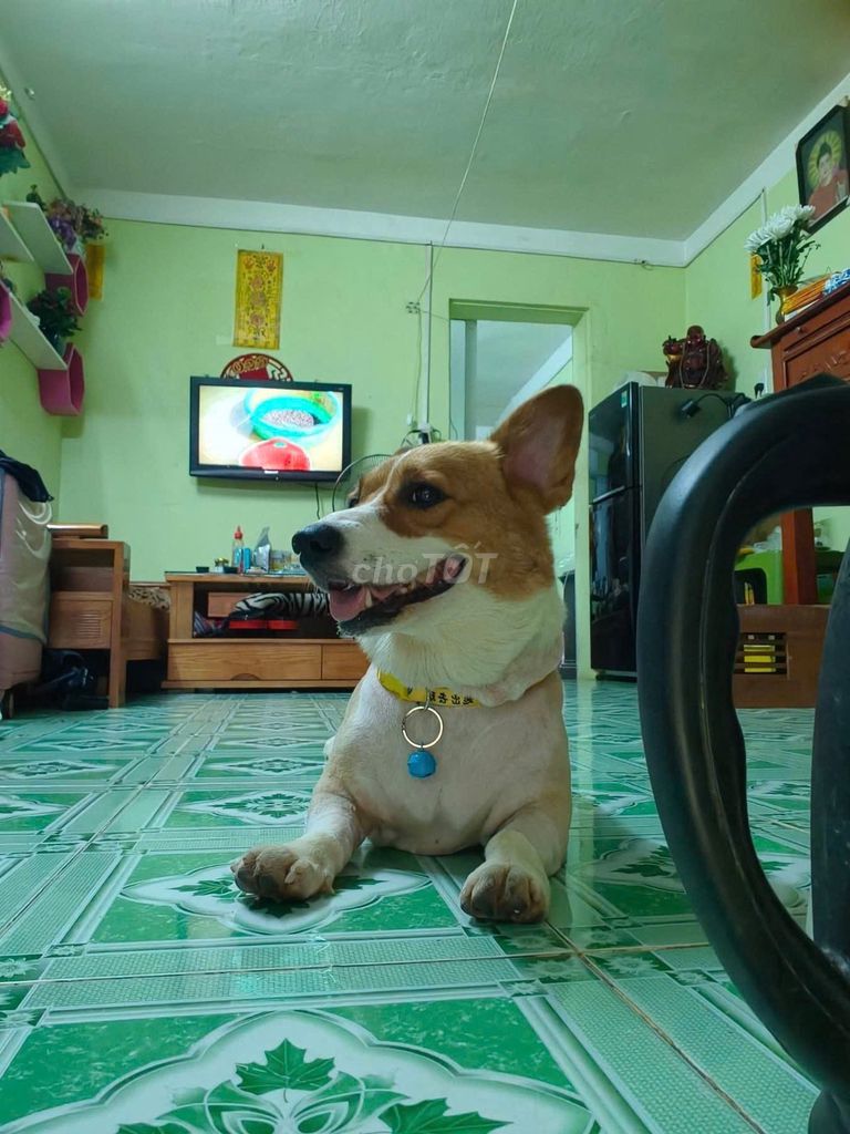 Chó Corgi cái hơn 1 tuổi nâu trắng. Mua bán Chó tại Quận Hà Đông Hà Nội được đăng bởi Vũ Mai Linh hình 1