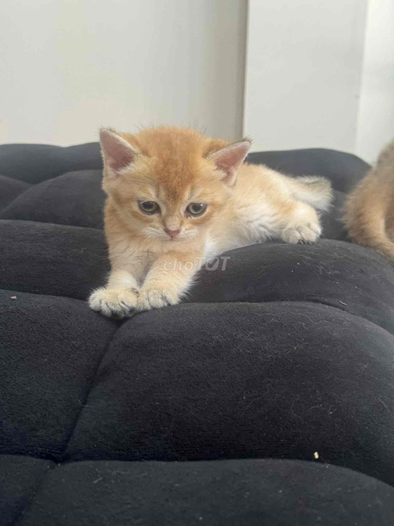 Mèo Golden 2 tháng Đực cái 1 mũi. Mua bán Mèo tại Quận Cẩm Lệ Đà Nẵng được đăng bởi BabyPeony hình 1