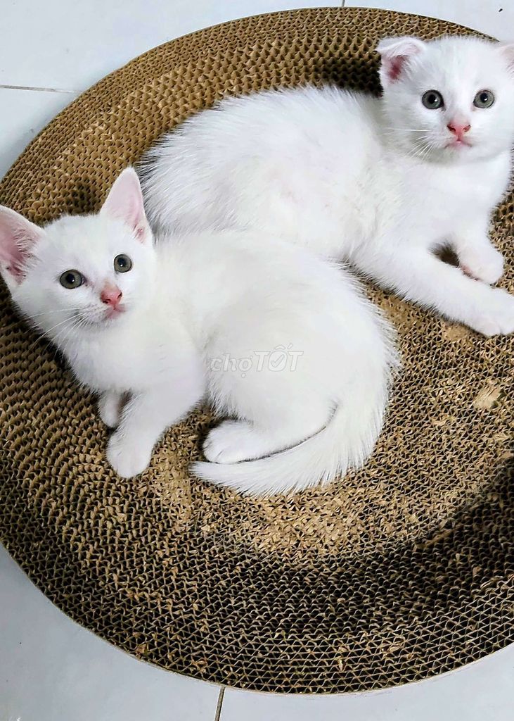 Mèo tai cụp đực 2 tháng tuổi. Mua bán Mèo tại Quận Gò Vấp Tp Hồ Chí Minh được đăng bởi Pham thi thuy Duong hình 1