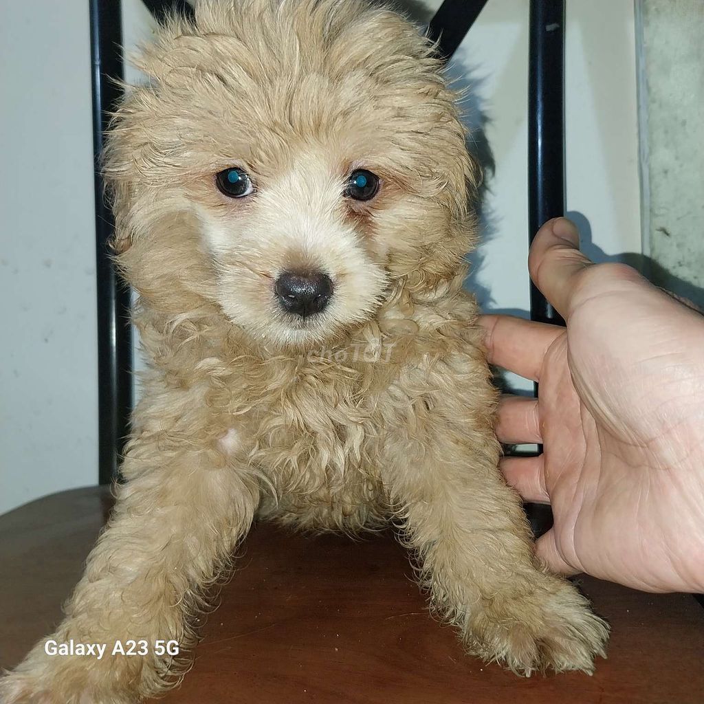 BÉ CÚN POODLE 2 THÁNG TUỔI GIỐNG ĐỰC