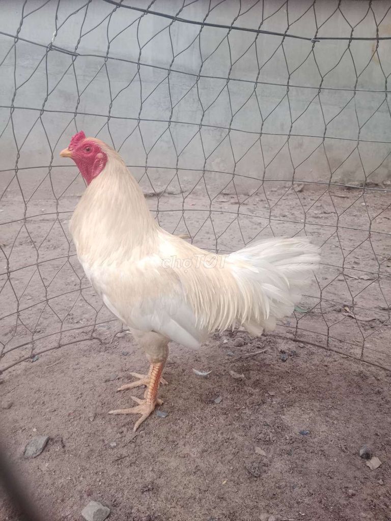 gà 2kg4 bao zin.Tay tốt. Mua bán Gà tại Quận 12 Tp Hồ Chí Minh được đăng bởi TiếnPhong hình 1