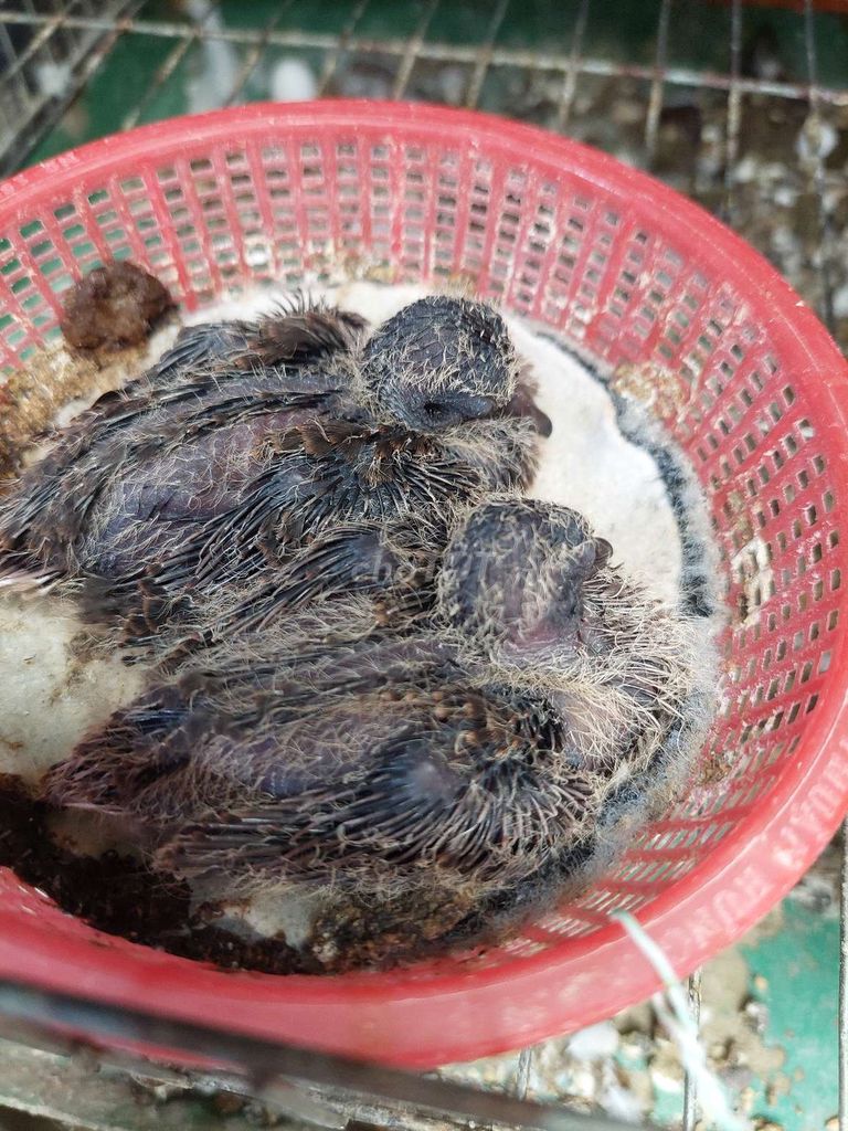 Chim Cu gáy Việt non vừa tuoor đút.. Mua bán Chim tại Thành phố Thủ Đức Tp Hồ Chí Minh được đăng bởi Thắng Cu Pháp hình 1