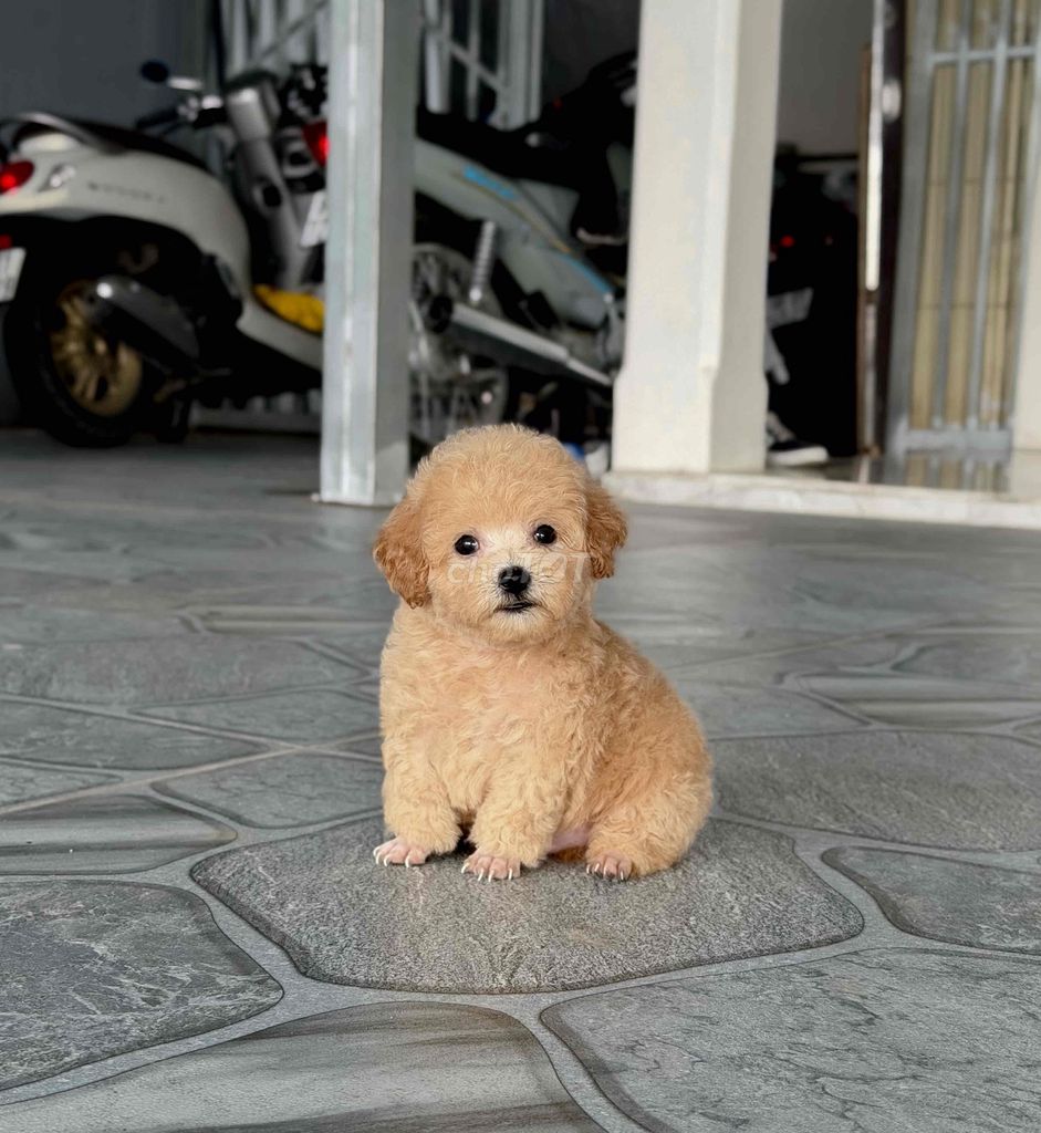Chó Poodle Vàng đực cái có đủ. Mua bán Chó tại Thành phố Rạch Giá Kiên Giang được đăng bởi Nguyễn Phước An hình 1