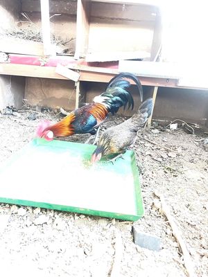 gà rừng đang đẻ,tre bắc đang ấp(4lang). Mua bán Gà tại Huyện Ba Tri Bến Tre được đăng bởi Thức