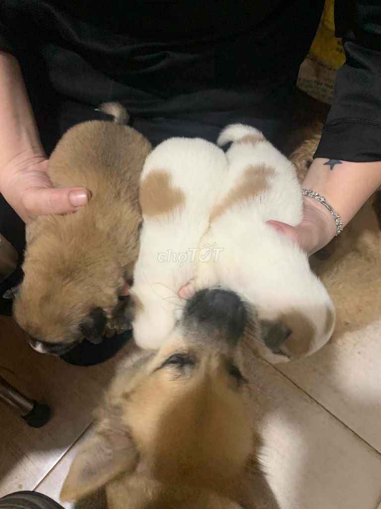Chó Nhật xù chân lùn đực 1 tháng nâu vàng. Mua bán Chó tại Quận 1 Tp Hồ Chí Minh được đăng bởi Phương hình 1