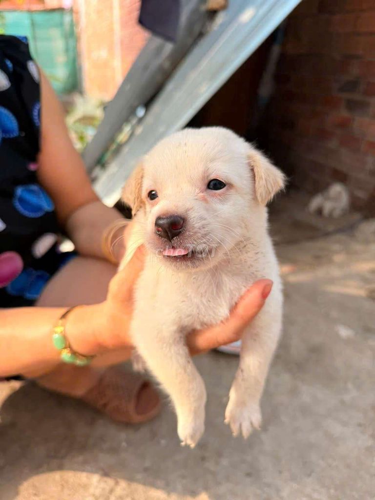 Chó Phốc Sóc lai Trắng. Mua bán Chó tại Quận Ninh Kiều Cần Thơ được đăng bởi Thăm hình 1