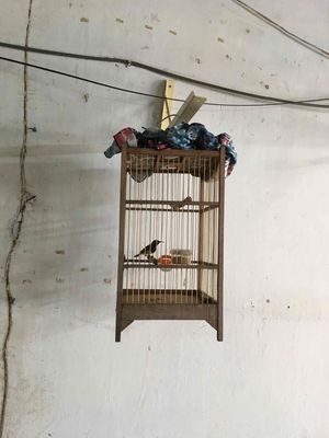 5 màu hót nhiều. Mua bán Chim tại Thành phố Thủ Đức Tp Hồ Chí Minh được đăng bởi Đặng Minh Trí