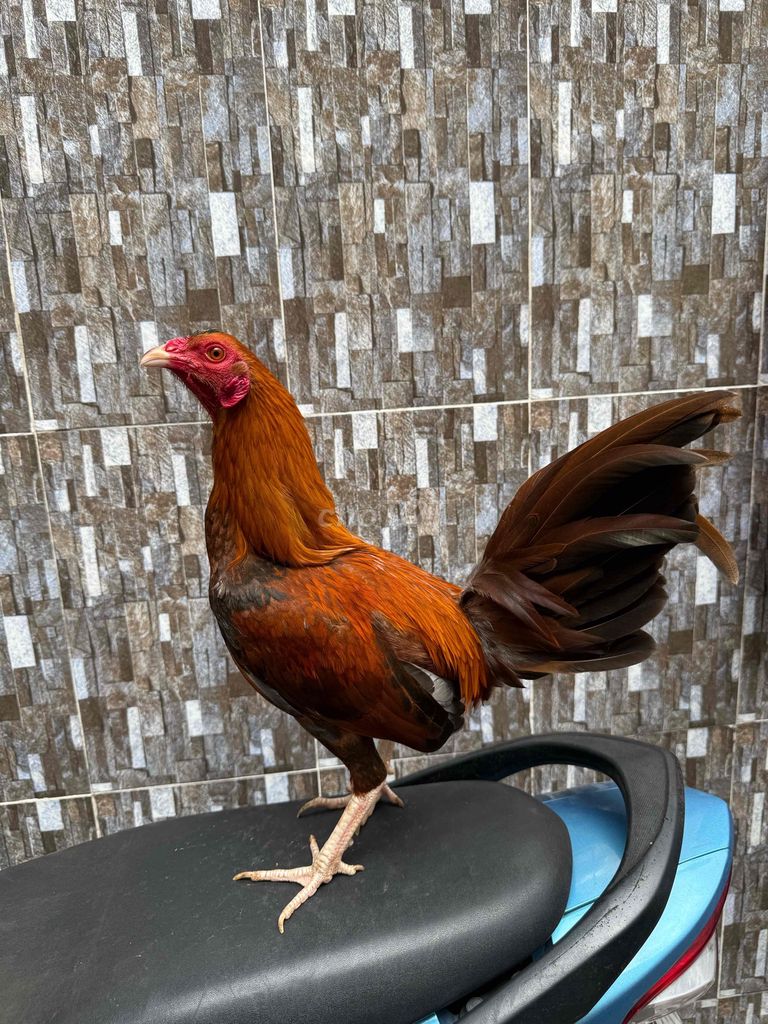 simon asil. Mua bán Gà tại Quận 8 Tp Hồ Chí Minh được đăng bởi Tấn Sang hình 1