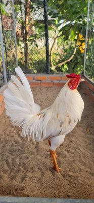Bướm thái mỹ đẻn 2kg1. Mua bán Gà tại Huyện Tịnh Biên An Giang được đăng bởi Gà Nòi 67