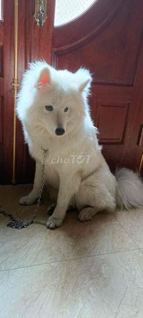 Chó samoyed thuần chủng. Mua bán Chó tại Quận Bắc Từ Liêm Hà Nội được đăng bởi Mai Anh hình 1