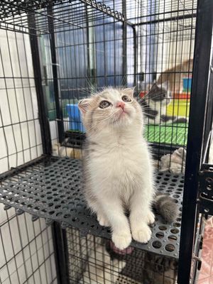 SALE cho e cái cuối tai cụp cuối đàn