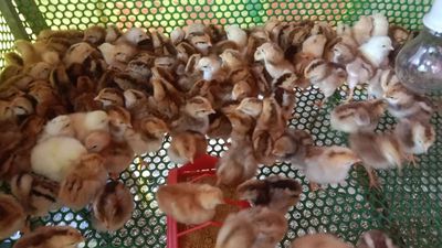 Gà con giống các loại ace cần giống ib. Mua bán Gà tại Thành phố Thuận An Bình Dương được đăng bởi Le binh