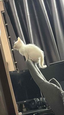 Bé mèo ta lai Ngalông xù dài nhà đẻ 2 tháng tuổi. Mua bán Mèo tại Huyện Hoài Đức Hà Nội được đăng bởi Trang Nhung