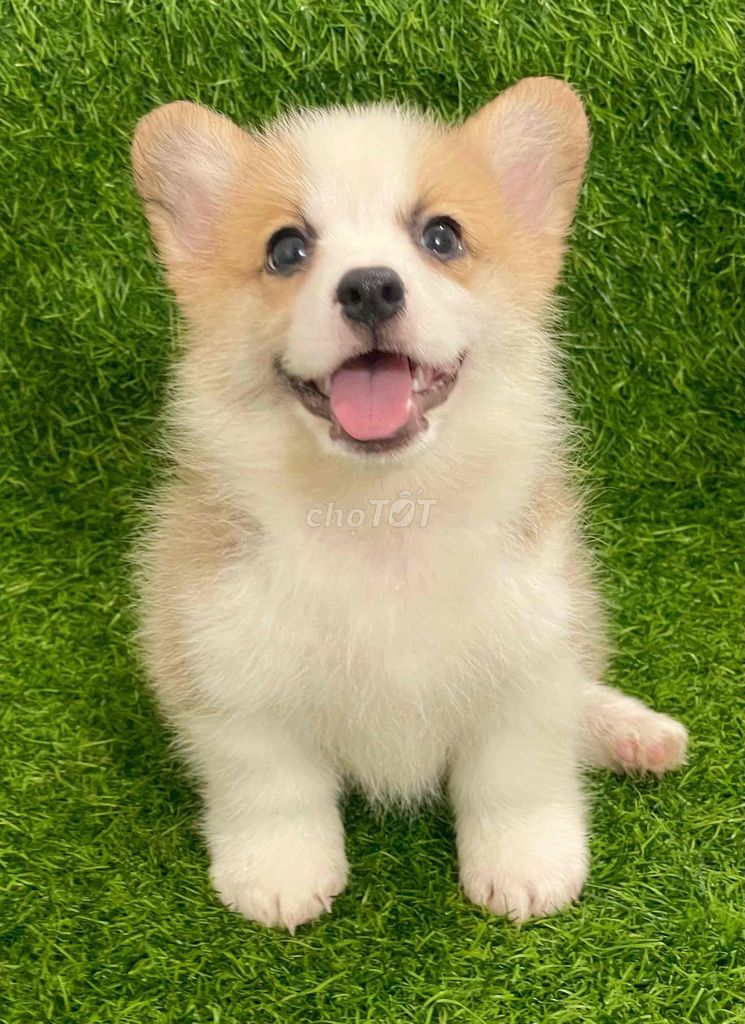 Chó Corgi Đực Cái Đã Tiêm Phòng. Mua bán Chó tại Huyện Thanh Trì Hà Nội được đăng bởi Nguyễn Longg hình 1