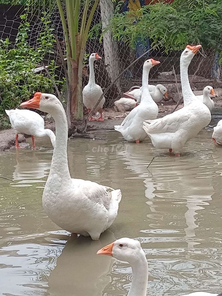 Ngông giông lón con. Mua bán Thú cưng khác tại Huyện Trảng Bàng Tây Ninh được đăng bởi Trại Dế mèn An Đước hình 1