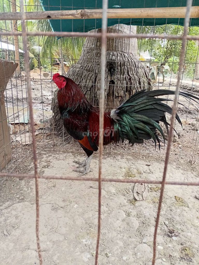 Gà tơ Đỏ đen trống 2.7kg. Mua bán Gà tại Huyện Long Hồ Vĩnh Long được đăng bởi Đức hình 1