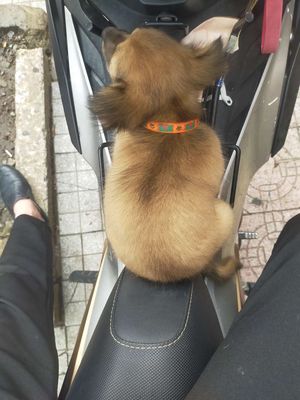 Chó 🐕 phốc sóc lai,C PQ, khôn ngoan nhanh nhẹn. Mua bán Chó tại Thành phố Biên Hòa Đồng Nai được đăng bởi Tu Nguyen