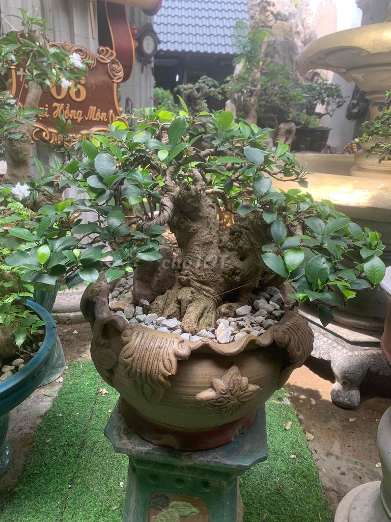 Cây cảnh Bonsai. Mua bán Cây cảnh, đồ trang trí tại Quận Kiến An Hải Phòng được đăng bởi Cảnh Dương hình 1