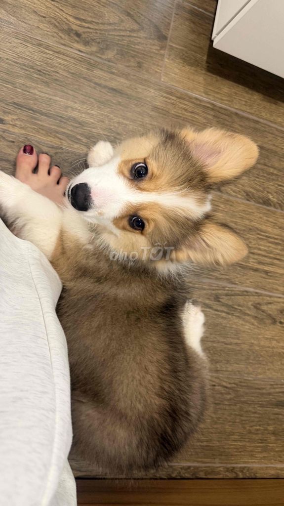 Chó Corgi thuần chủng-có giấy tờ. Mua bán Chó tại Thành phố Thủ Đức Tp Hồ Chí Minh được đăng bởi Hà Phương hình 1