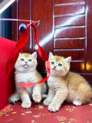 Bố golden red nhập nga - mẹ munchkin thuần chủng. Mua bán Mèo tại Huyện Hóc Môn Tp Hồ Chí Minh được đăng bởi Tùng Nguyễn