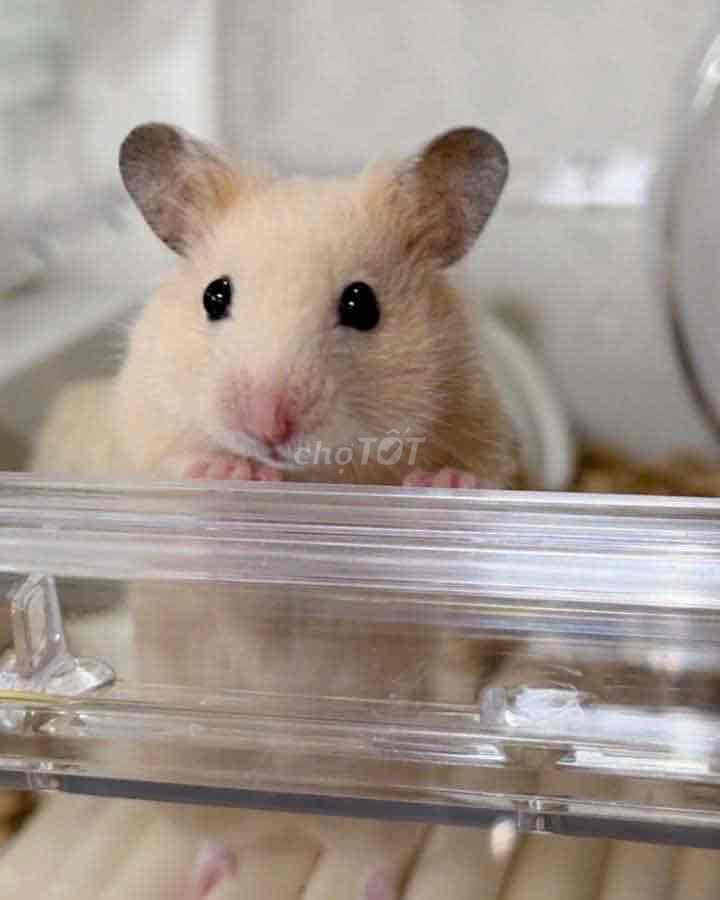 Hamster bear đực. Mua bán Thú cưng khác tại Quận Gò Vấp Tp Hồ Chí Minh được đăng bởi Hamusuta  hình 1
