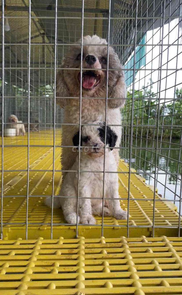 Chó Poodle bò sữa đã tiêm phòng. Mua bán Chó tại Huyện Ý Yên Nam Định được đăng bởi Hoàn Đinh hình 1
