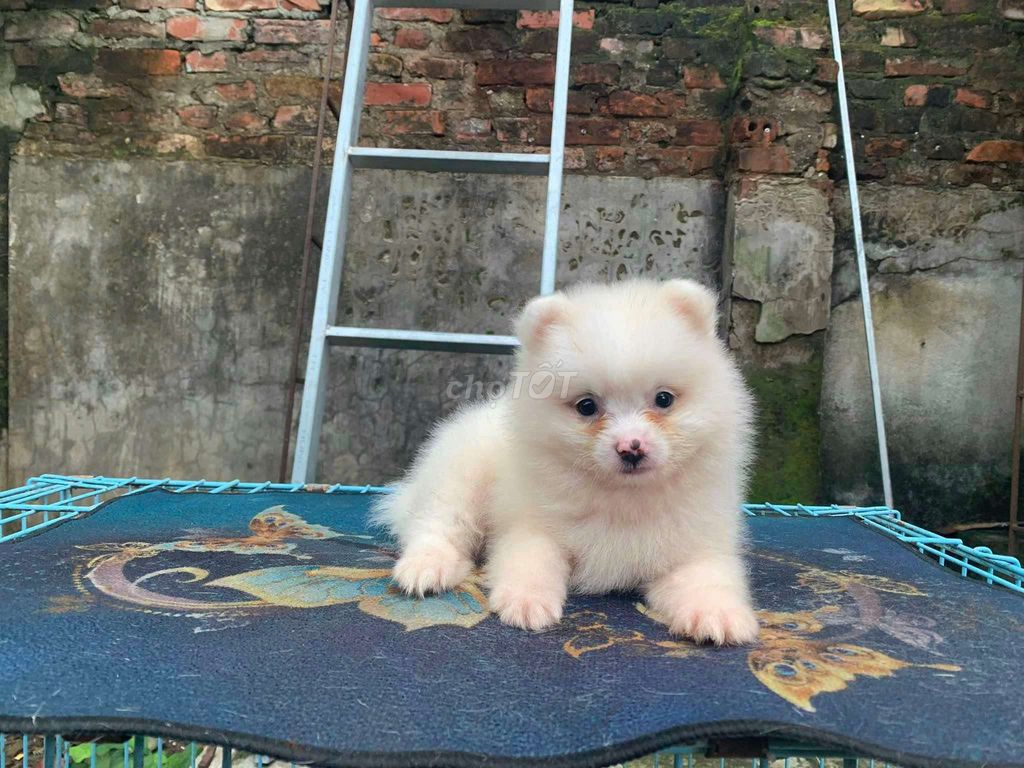 Phóc sóc f1 mini. Mua bán Chó tại Quận Hải Châu Đà Nẵng được đăng bởi xuandung hình 1