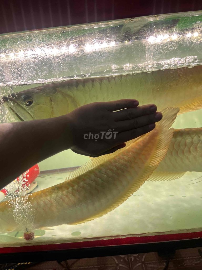 cá rồng ngân long 70cm