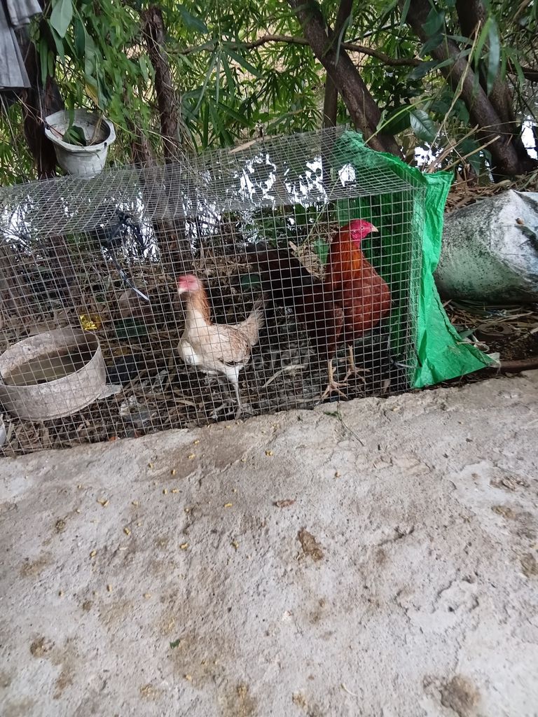 Gà tre trống đá Đực Nâu trắng. Mua bán Gà tại Huyện Phụng Hiệp Hậu Giang được đăng bởi Võ thanh hải hình 1