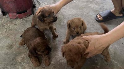 Chó poodle lai, 2 đực, 4 cái - ưu tiên mua hết. Mua bán Chó tại Huyện Củ Chi Tp Hồ Chí Minh được đăng bởi Dương Hiền