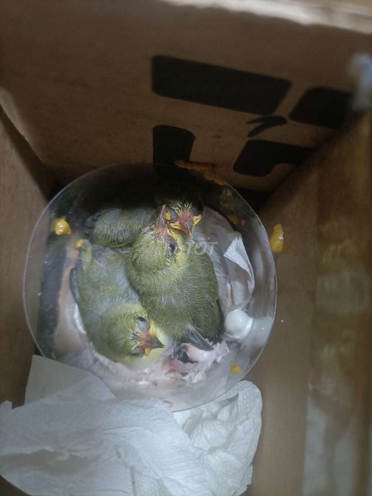 tổ khuyên non và khuyên non bao trống. Mua bán Chim tại Quận 5 Tp Hồ Chí Minh được đăng bởi chim cảnh  hình 1