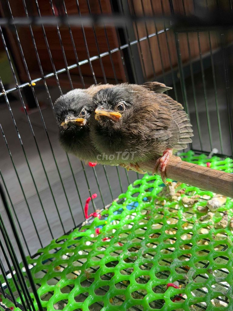 hai con bò non. Mua bán Chim tại Quận Bình Thạnh Tp Hồ Chí Minh được đăng bởi Thông hình 1