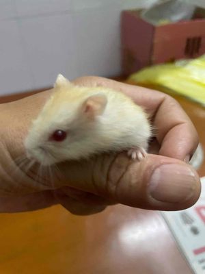 chuột hamster