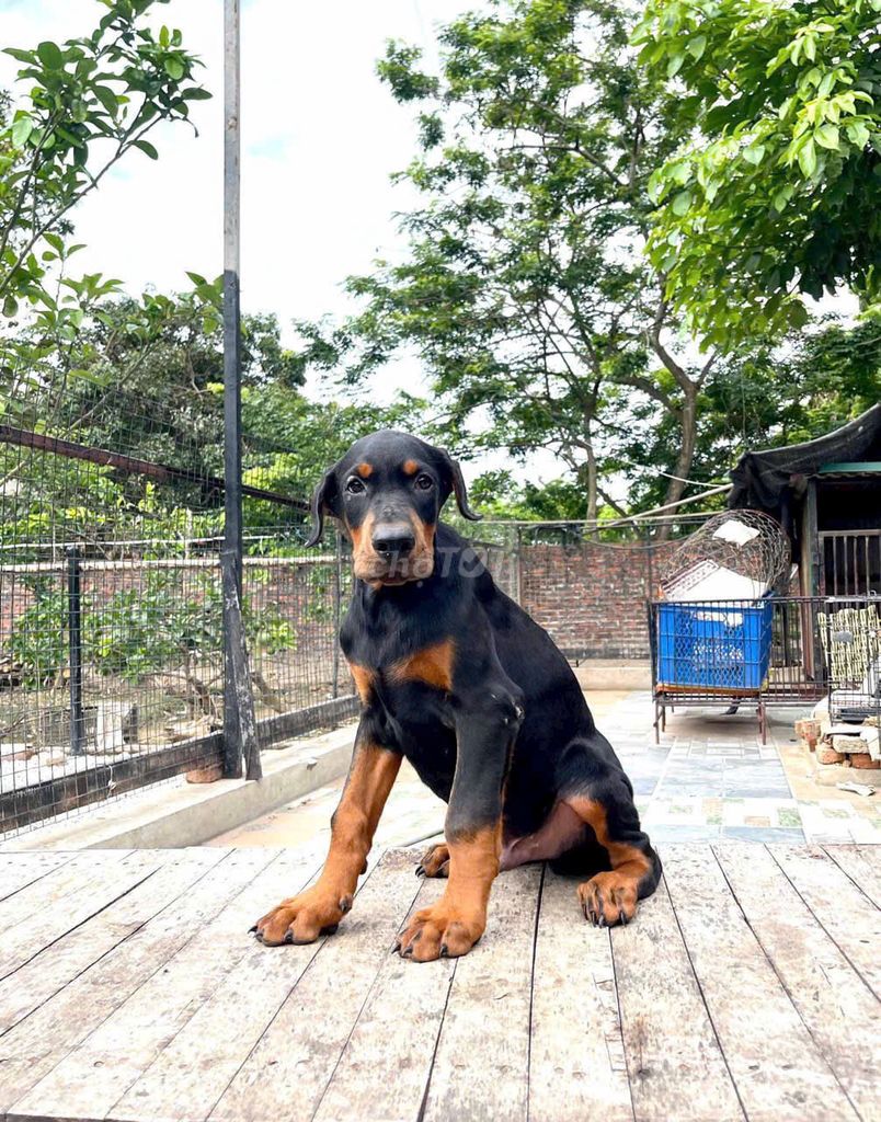 Chó Doberman cái 2 tháng thuần chủng dòng Châu Âu. Mua bán Chó tại Quận Gò Vấp Tp Hồ Chí Minh được đăng bởi Nhi Nguyễn hình 1