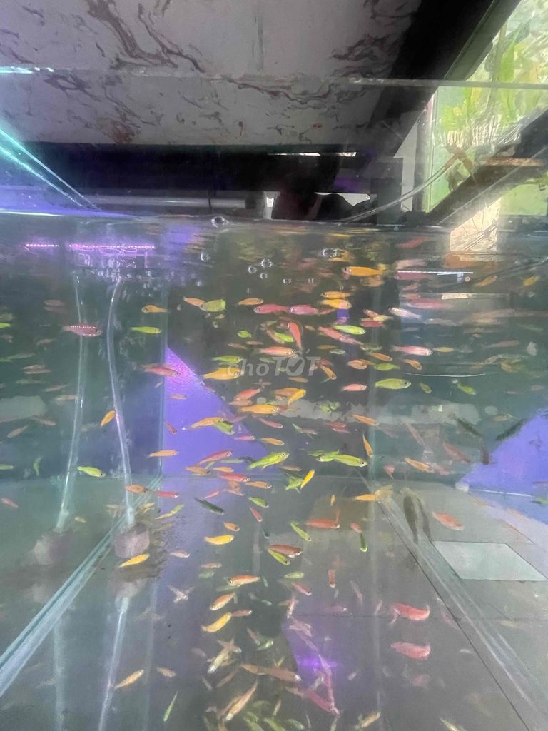 Cá sọc ngựa Mix màu 100 con. Mua bán Thú cưng khác tại Quận 12 Tp Hồ Chí Minh được đăng bởi Cá Cảnh Hiệp Thành hình 1