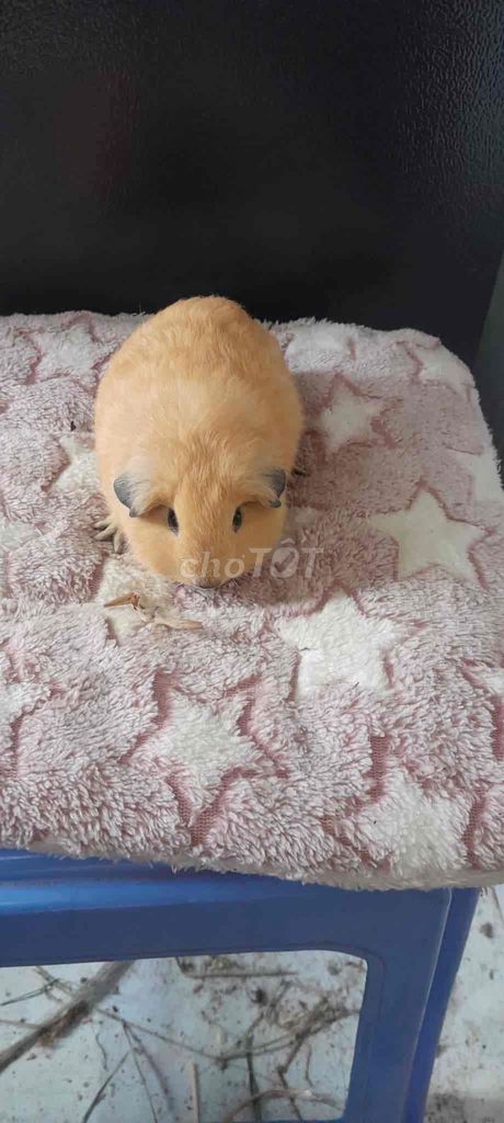 Bọ ú California Đực 2 tháng Vàng cam. Mua bán Thú cưng khác tại Quận 1 Tp Hồ Chí Minh được đăng bởi Minh Tuệ hình 1