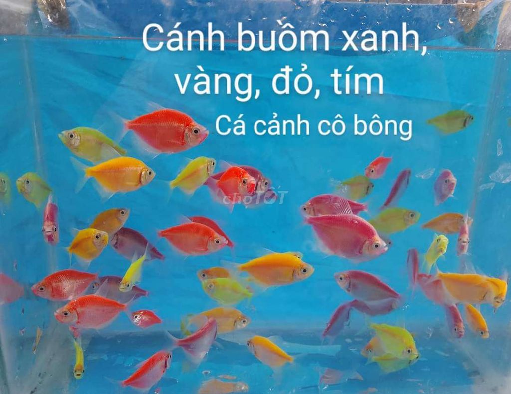 50 con cánh buồm đủ màu