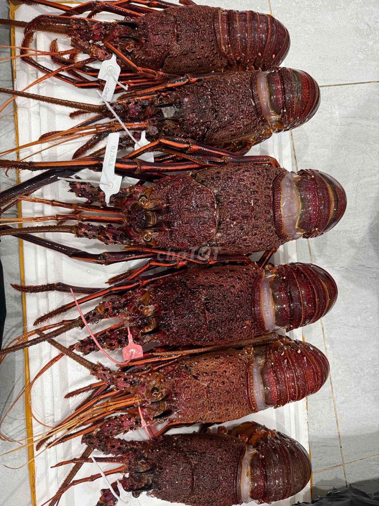 Tôm Hùm Úc 1kg-2kg ngộp siêu tươi. Mua bán Đồ ăn, thực phẩm và các loại khác tại Quận Gò Vấp Tp Hồ Chí Minh được đăng bởi Hùng hình 1