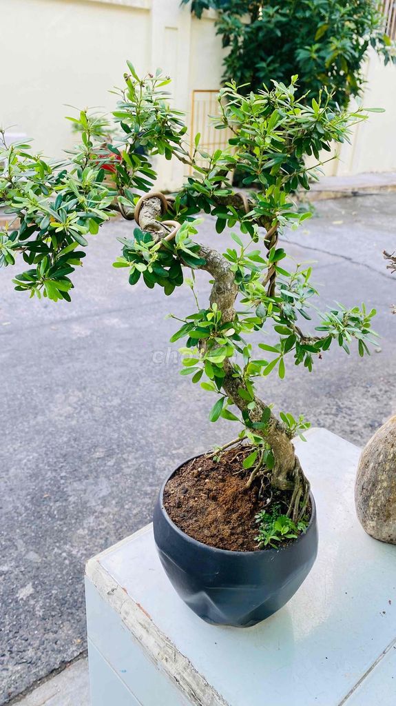 Cây cảnh Linh sam siêu bông Bonsai bàn trà. Mua bán Cây cảnh, đồ trang trí tại Quận 3 Tp Hồ Chí Minh được đăng bởi Nguyễn Minh Thơ hình 1
