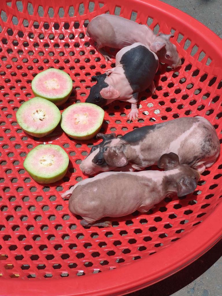 hà mã mini . Mua bán Thú cưng khác tại Quận 7 Tp Hồ Chí Minh được đăng bởi BỌ Ú SG Q7 hình 1