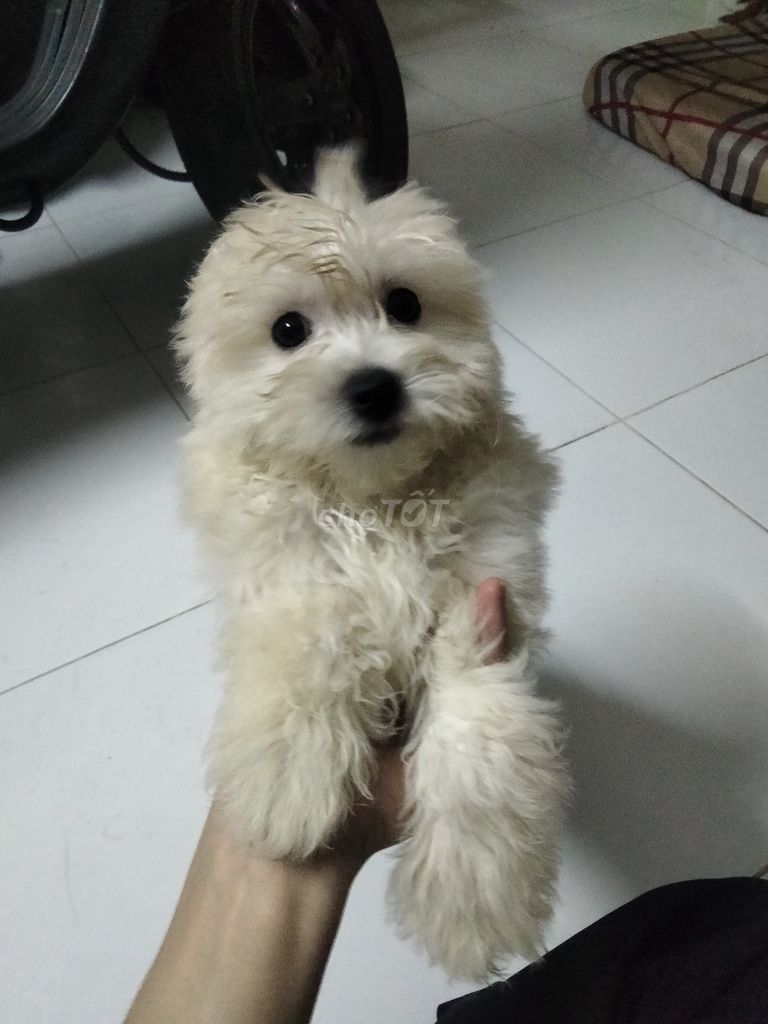 Poodle cái lông trắng, mặt gấu 2 tháng tuổi