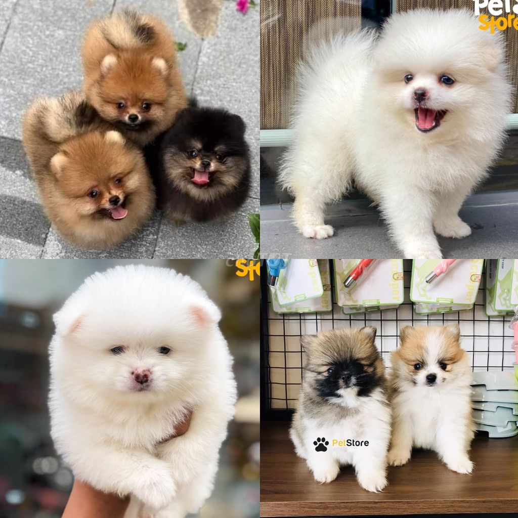 Bán chó phóc sóc shop 130 đường 2/9 đà nẵng,,,. Mua bán Chó tại Quận Hải Châu Đà Nẵng được đăng bởi Chó Cảnh Đà Nẵng 130 đường 2 9  hình 1