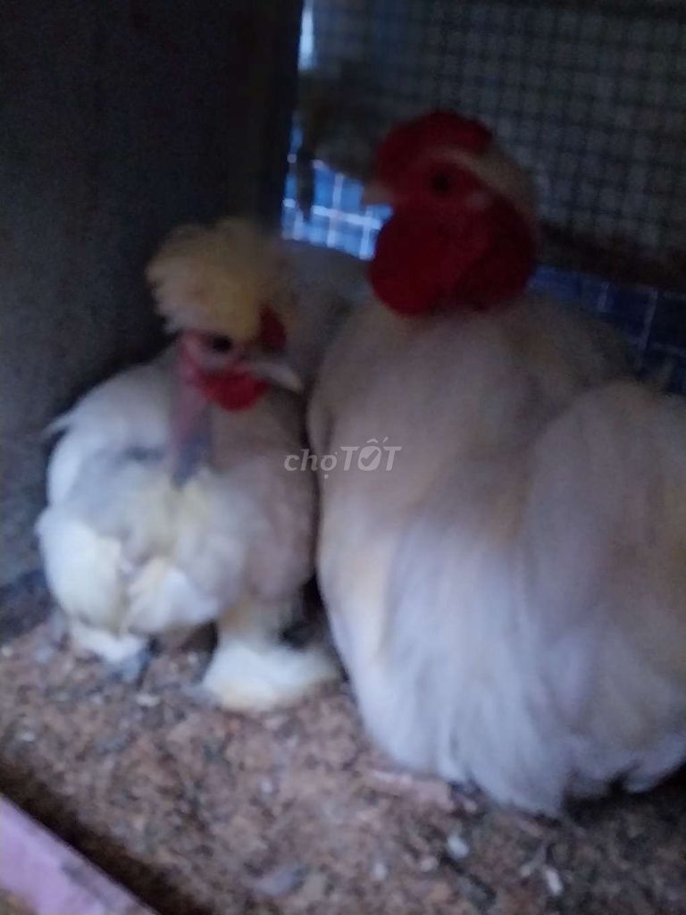 Gà nữ hoàng Trắng cả cặp. Mua bán Gà tại Quận Tân Phú Tp Hồ Chí Minh được đăng bởi Gà Kiểng hình 1