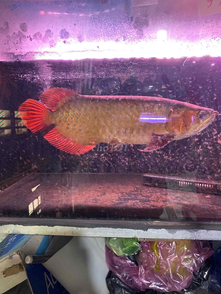 cá huyết long. Mua bán Thú cưng khác tại Thị xã Tân Uyên Bình Dương được đăng bởi Khoa hình 4